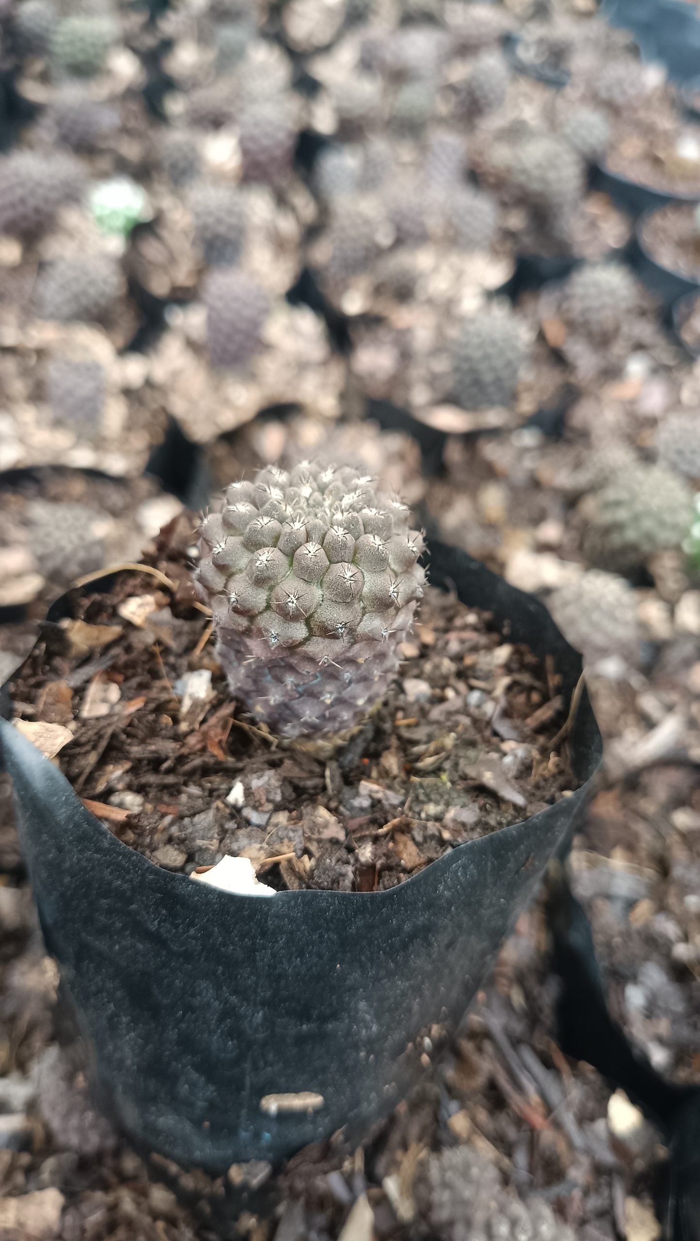 Copiapoa Cactus: Stunning Desert Beauty for Homes, Offices, and Gardens