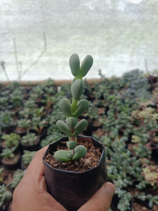 Corpuscularia Lehmannii (Ice Plant) Non-Variegated – Low-Maintenance Succulent