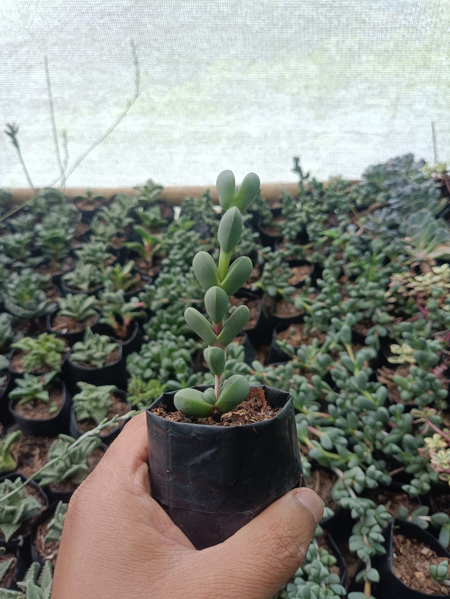 Corpuscularia Lehmannii (Ice Plant) Non-Variegated – Low-Maintenance Succulent