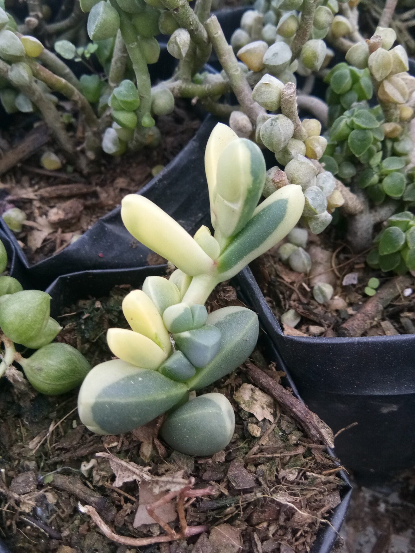Corpuscularia Lehmannii Variegated (Ice Plant): Available now at Frek