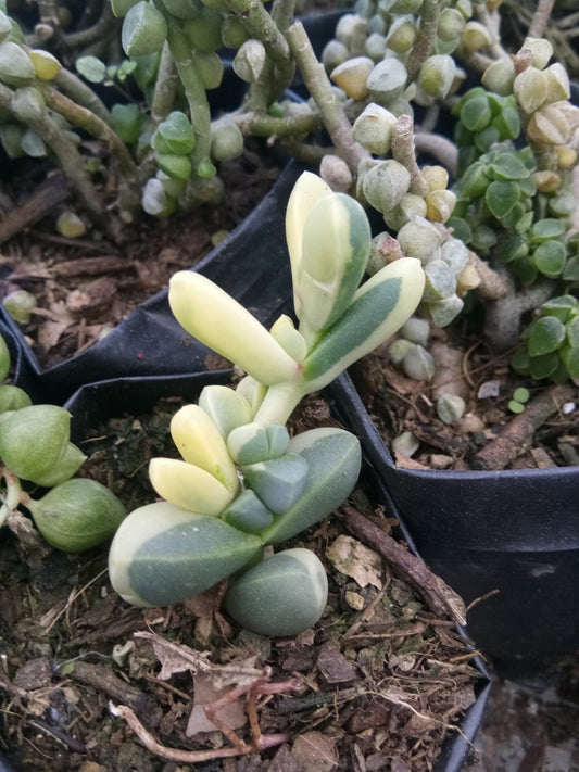 Corpuscularia Lehmannii Variegated (Ice Plant): Available now at Frek