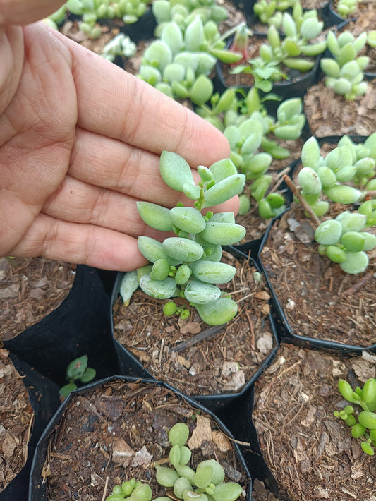 Cliff Cotyledon (Cotyledon Pendens) - Cascading Beauty for Any Space