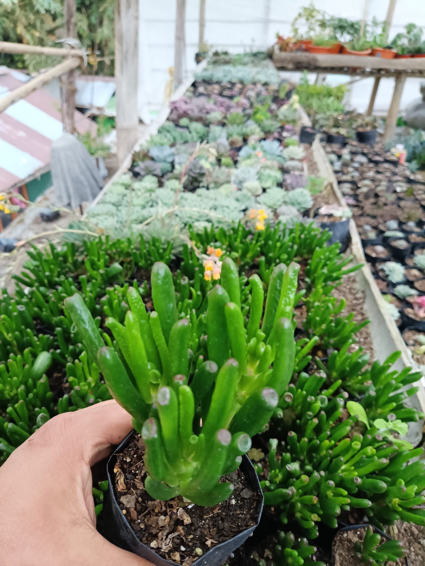 Crassula Gollum (Baby Finger) - Unique Jelly Bean Succulent for Homes, Offices, and Gardens