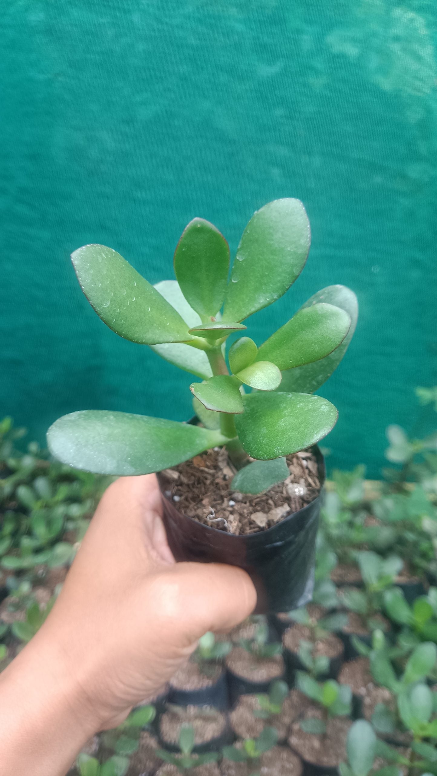 Crassula Ovata (Jade Plant) - The Prosperity Succulent for Home, Office, and Garden