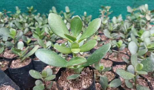 Crassula Ovata (Jade Plant) - The Prosperity Succulent for Home, Office, and Garden