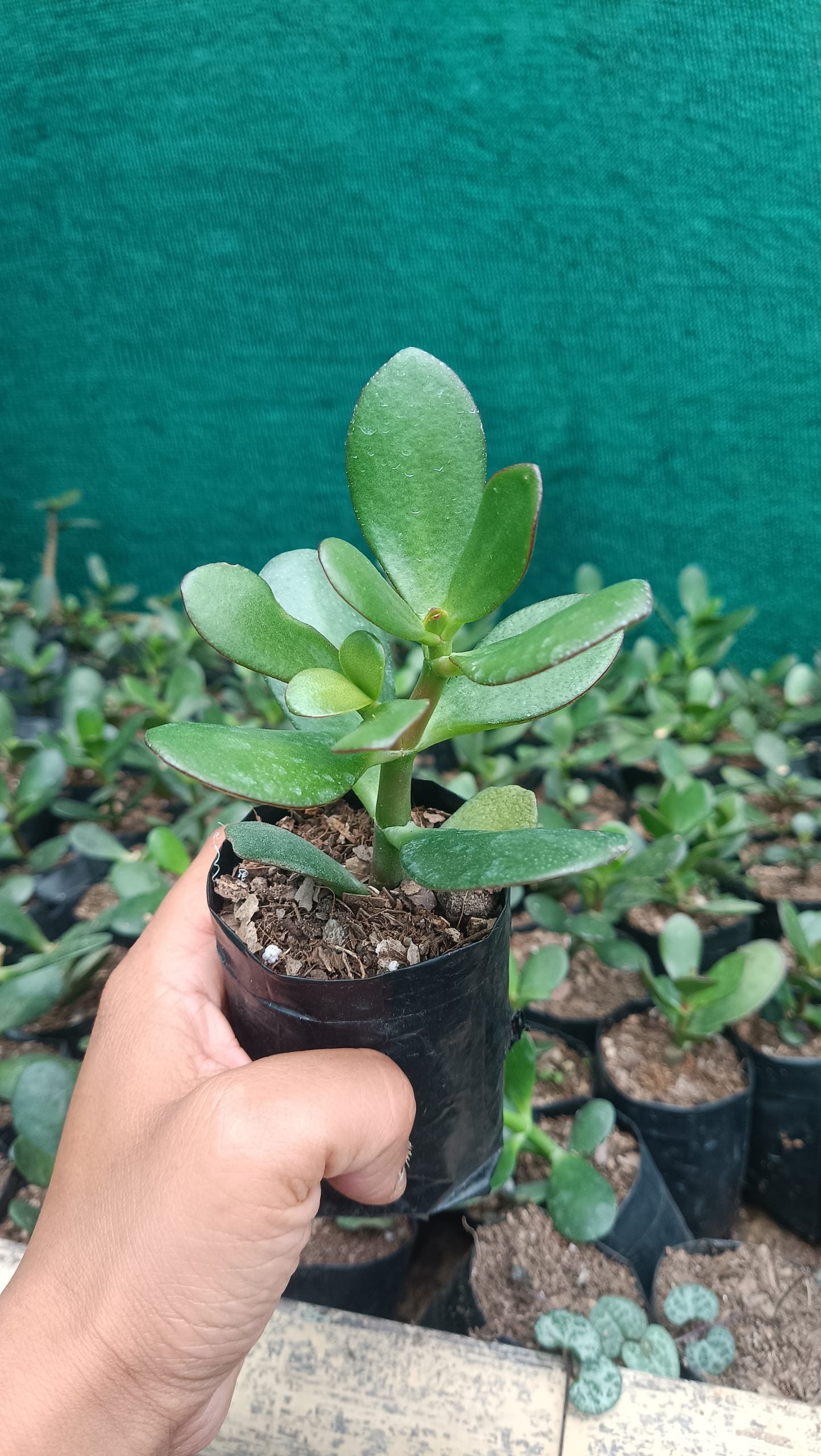Crassula Ovata (Jade Plant) - The Prosperity Succulent for Home, Office, and Garden