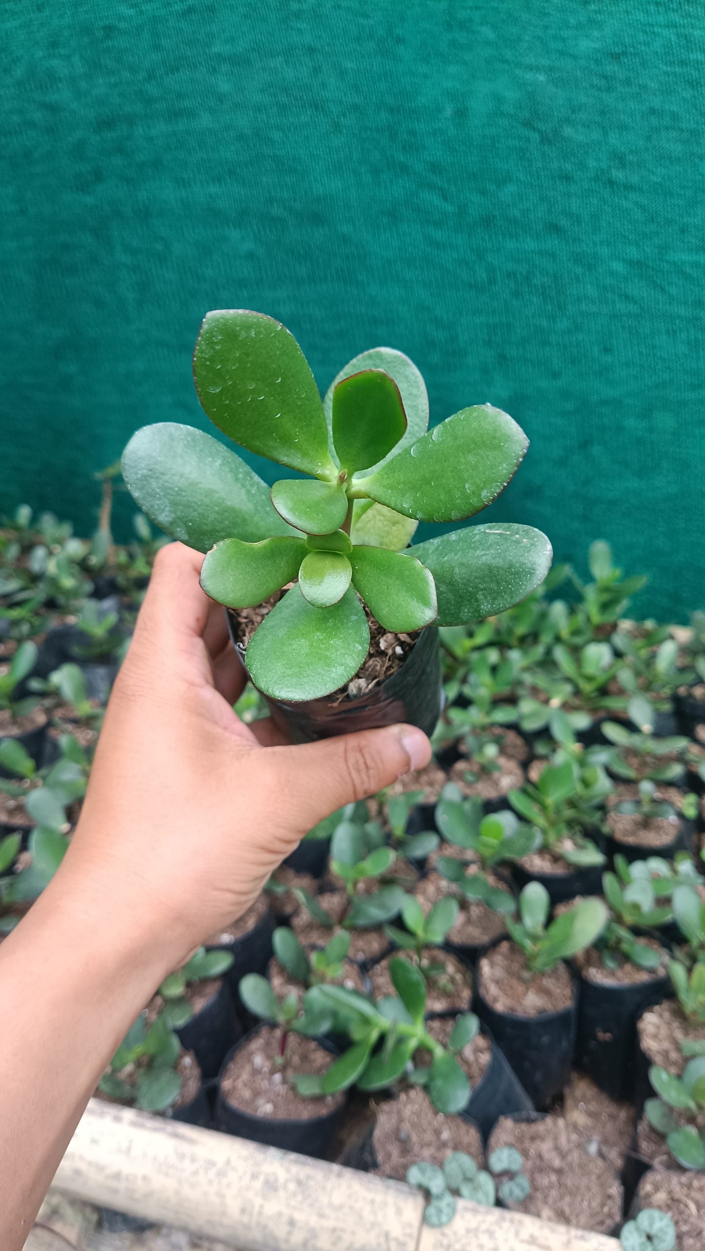 Crassula Ovata (Jade Plant) - The Prosperity Succulent for Home, Office, and Garden