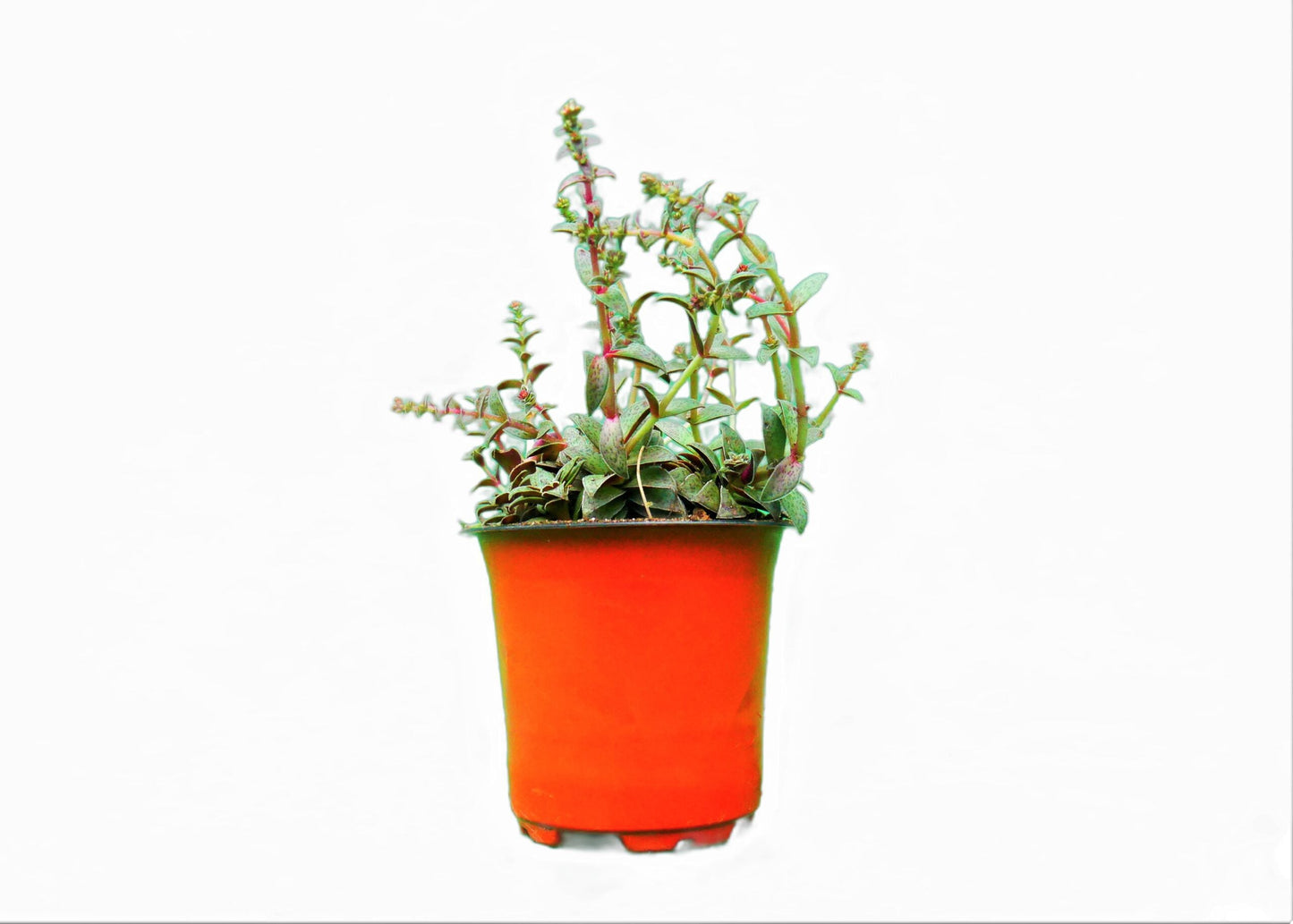Crassula Red Pagoda: Find it on Frek