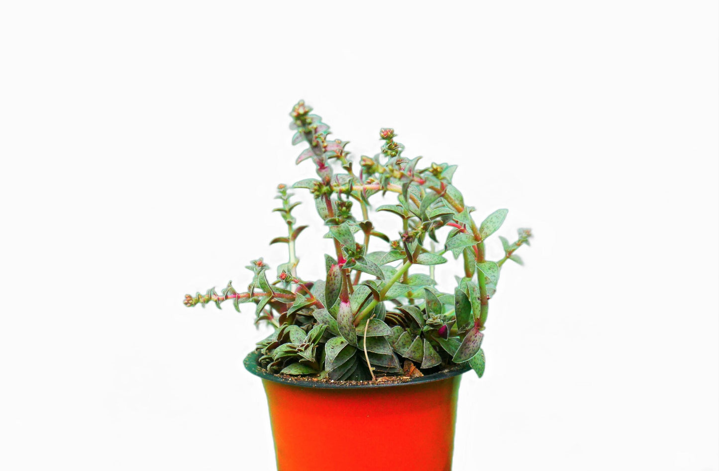 Crassula Red Pagoda: Find it on Frek