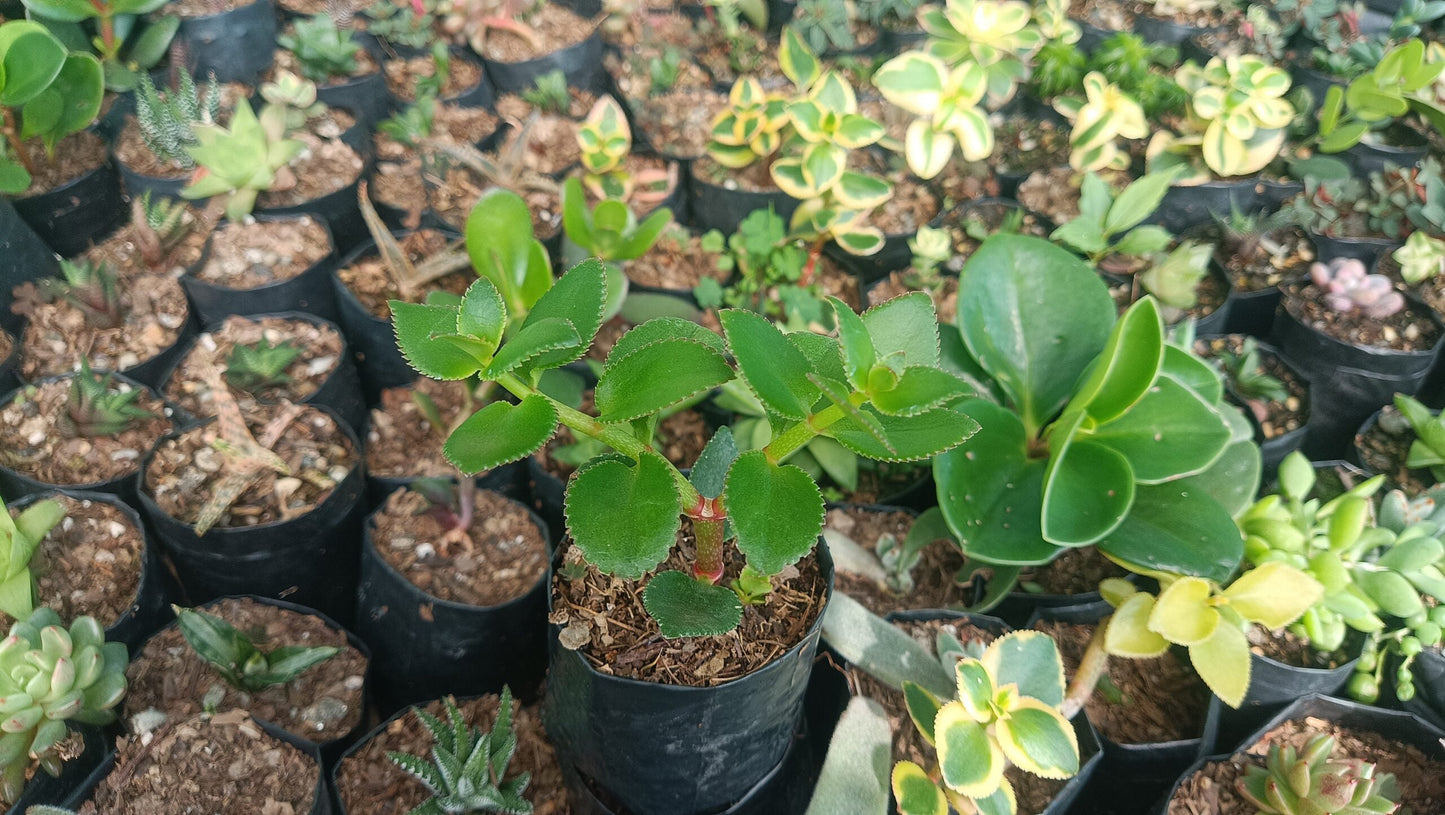 Crassula Sarmentosa (Non-Variegated) Hanging Plant - Buy Online | Affordable Succulent for Your Home