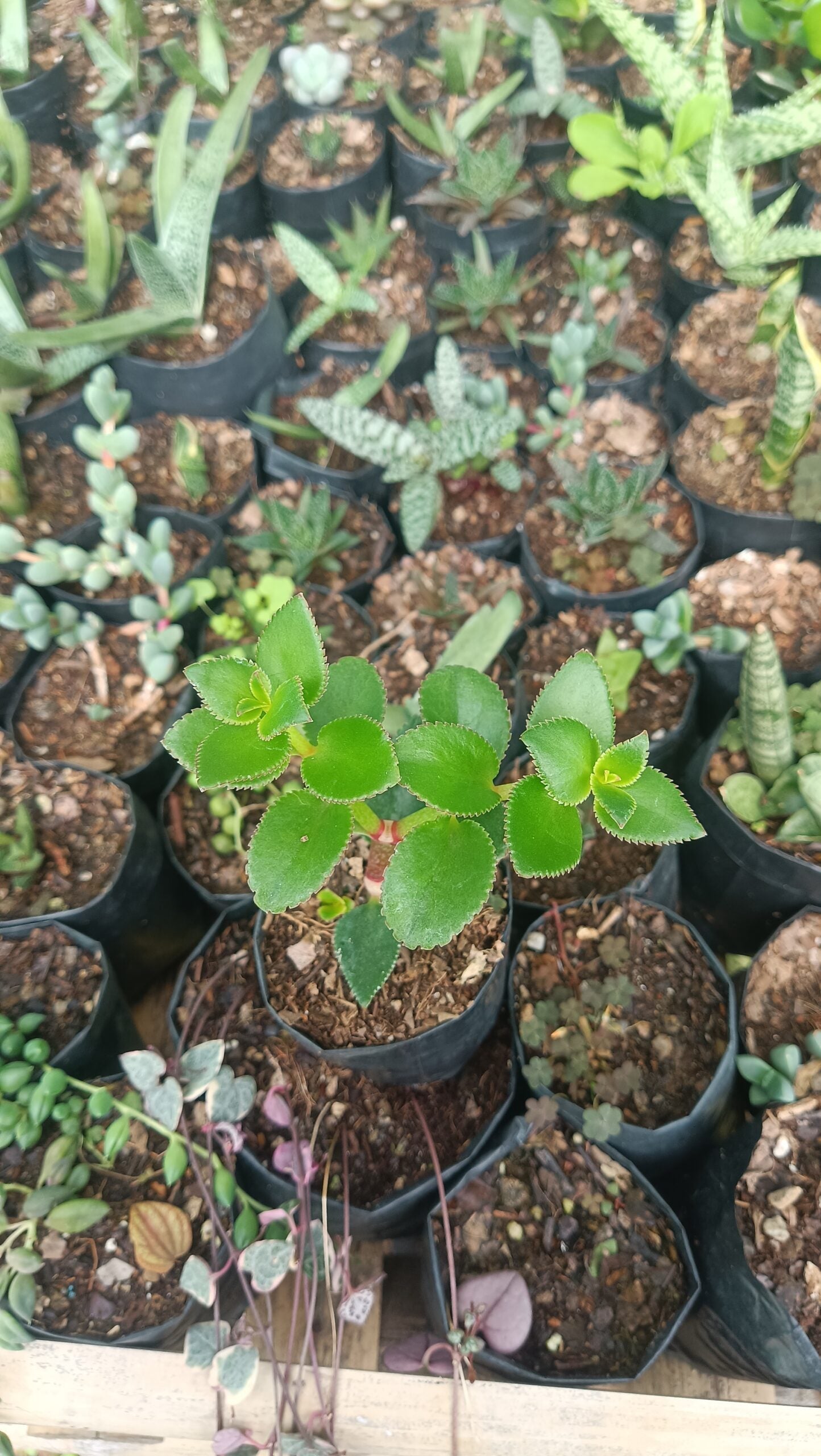 Crassula Sarmentosa (Non-Variegated) Hanging Plant - Buy Online | Affordable Succulent for Your Home