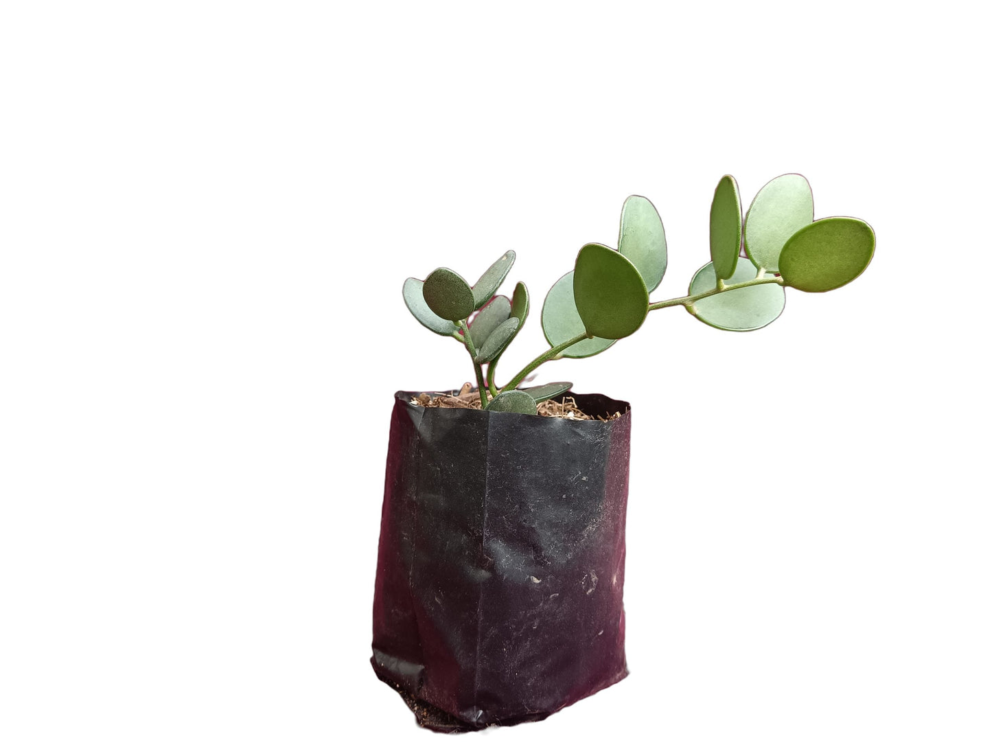 Dollar Plant - Xerosicyos danguyi - Unique and Whimsical Succulent