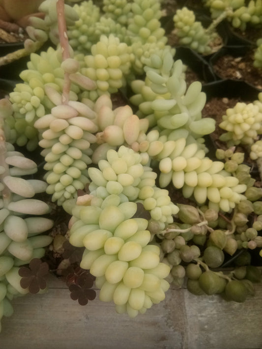 Sedum morganianum (Burro's Tail) Succulent Variegated: Buy now at Frek!
