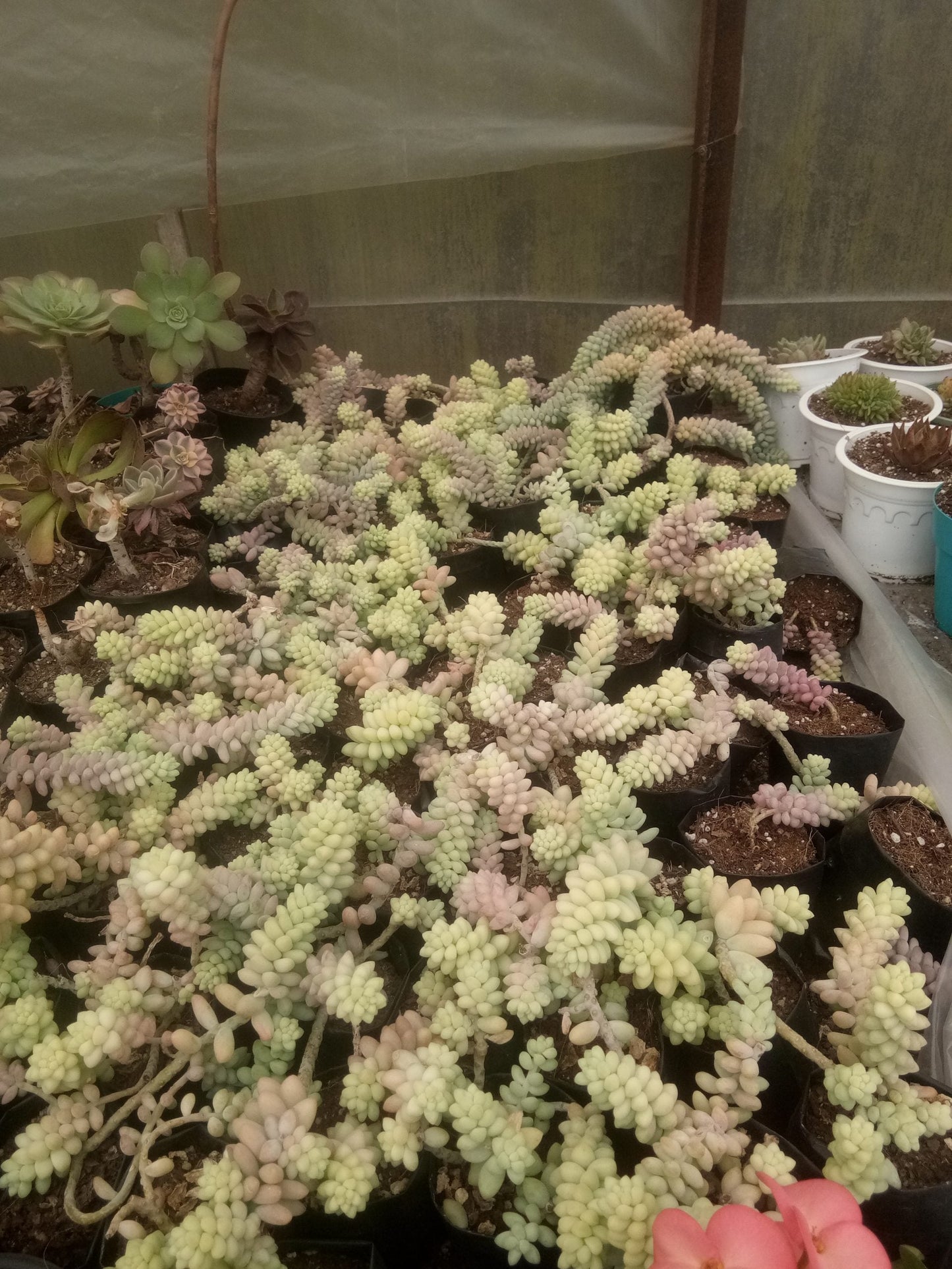 Sedum morganianum (Burro's Tail) Succulent Variegated: Buy now at Frek!