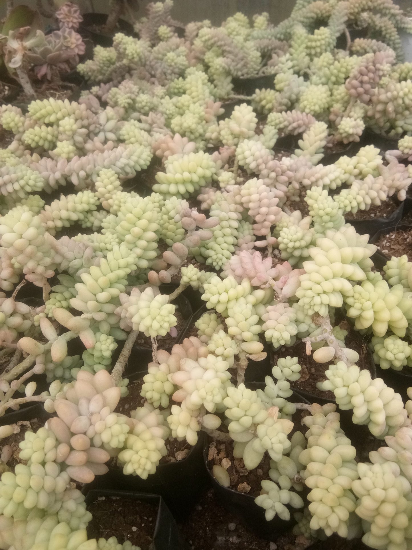 Sedum morganianum (Burro's Tail) Succulent Variegated: Buy now at Frek!
