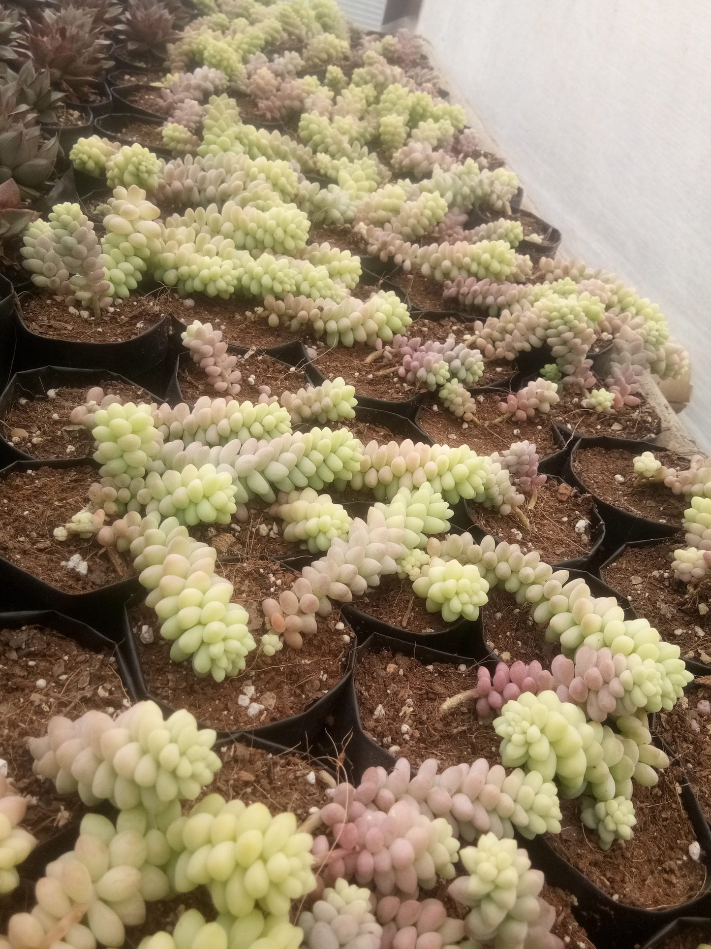 Sedum morganianum (Burro's Tail) Succulent Variegated: Buy now at Frek!