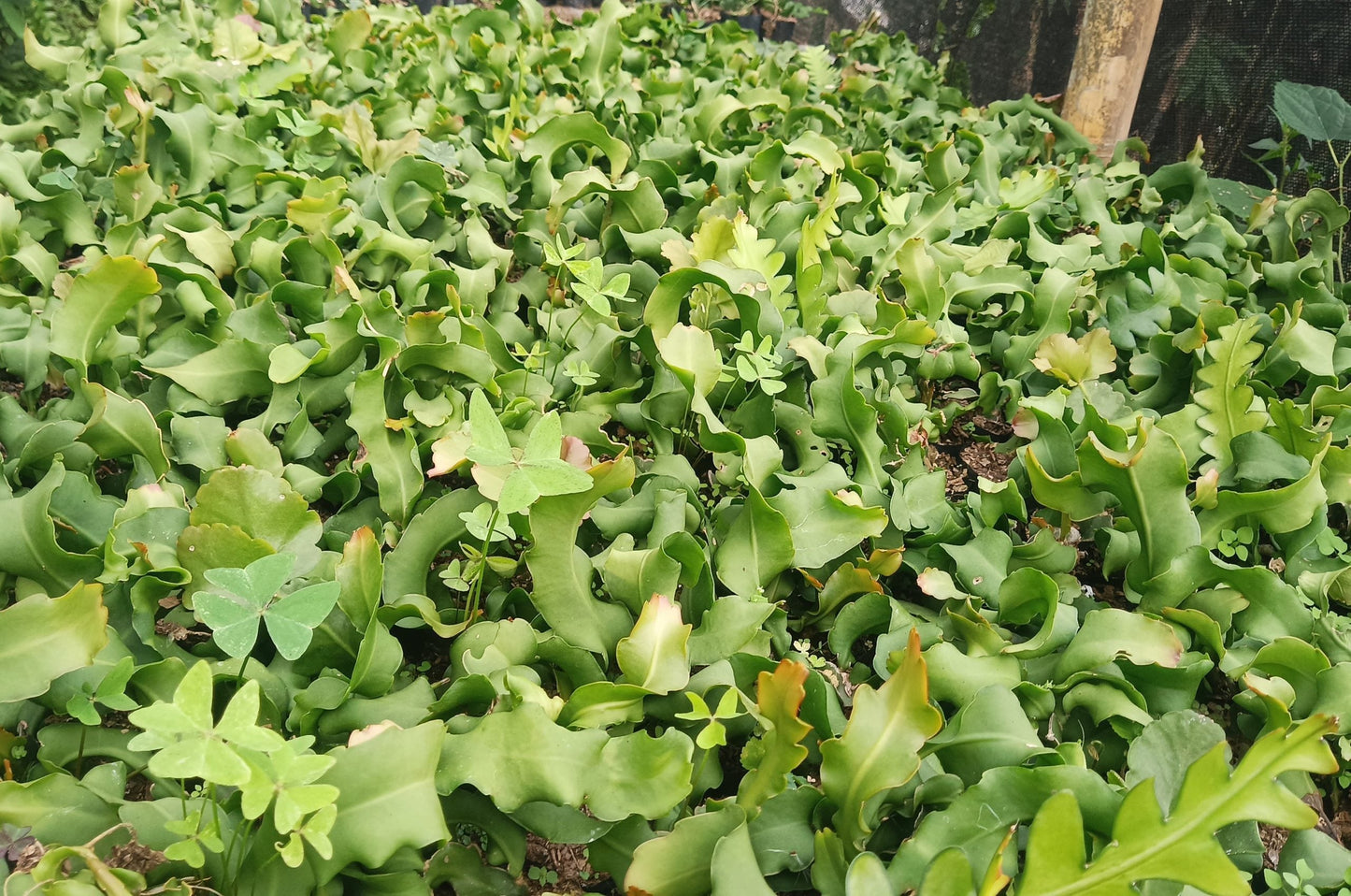 Ornamental Hybrid Dragon Fruit Cactus Live Plant (Non-Edible) – Mature Well-Rooted Decorative Magenta Fruit Cactus for Home & Garden Décor