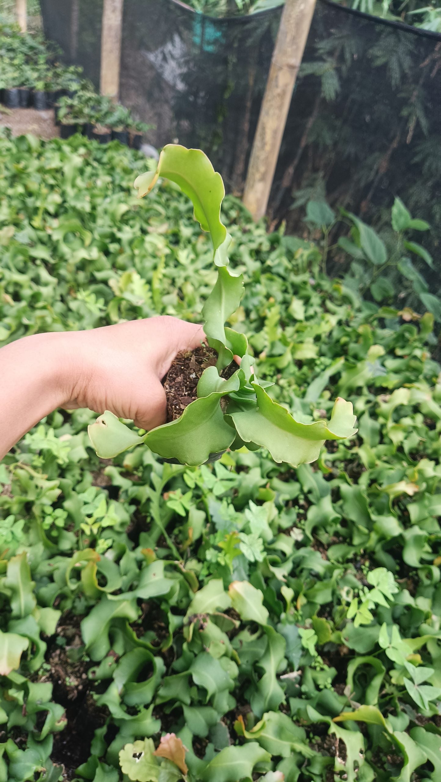 Ornamental Hybrid Dragon Fruit Cactus Live Plant (Non-Edible) – Mature Well-Rooted Decorative Magenta Fruit Cactus for Home & Garden Décor