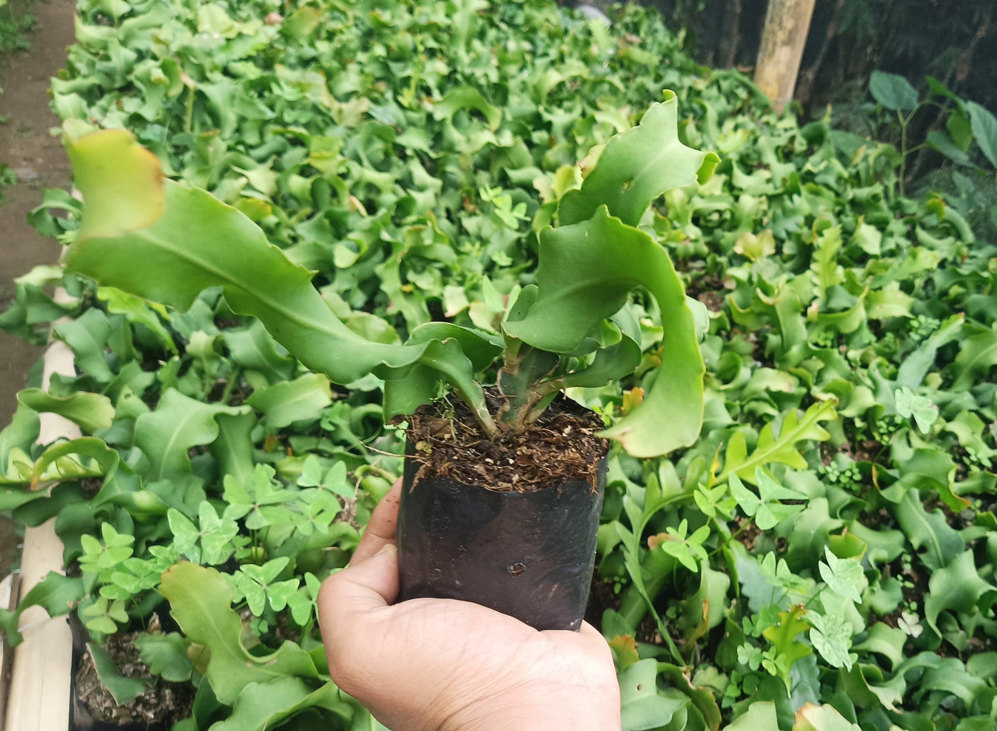 Ornamental Hybrid Dragon Fruit Cactus Live Plant (Non-Edible) – Mature Well-Rooted Decorative Magenta Fruit Cactus for Home & Garden Décor