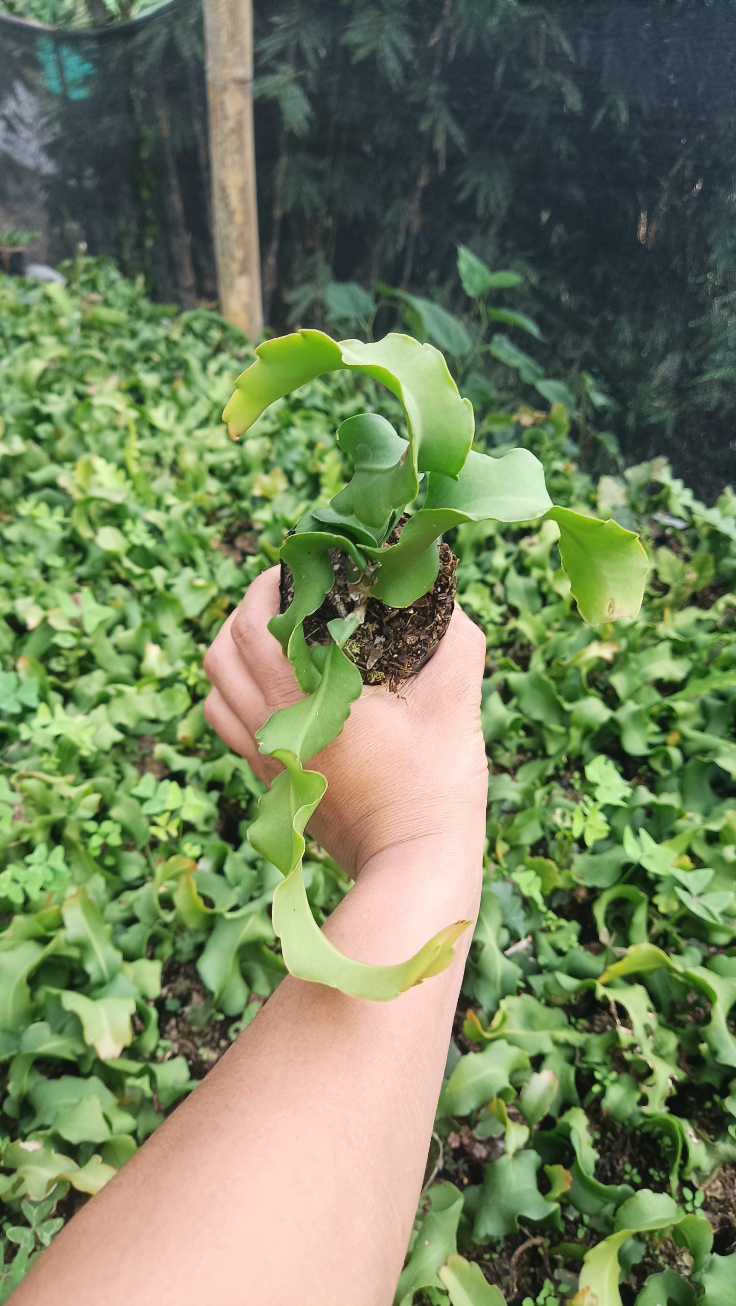 Ornamental Hybrid Dragon Fruit Cactus Live Plant (Non-Edible) – Mature Well-Rooted Decorative Magenta Fruit Cactus for Home & Garden Décor