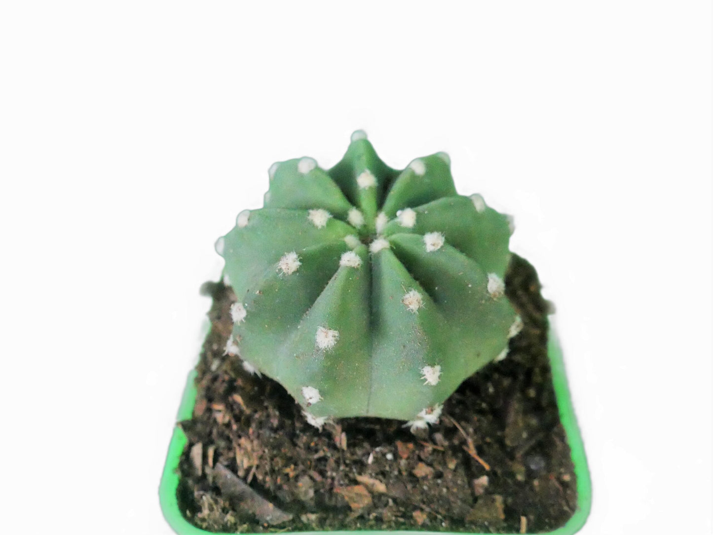 Easter Lily (Echinopsis Subdenudata) Cactus Revealed