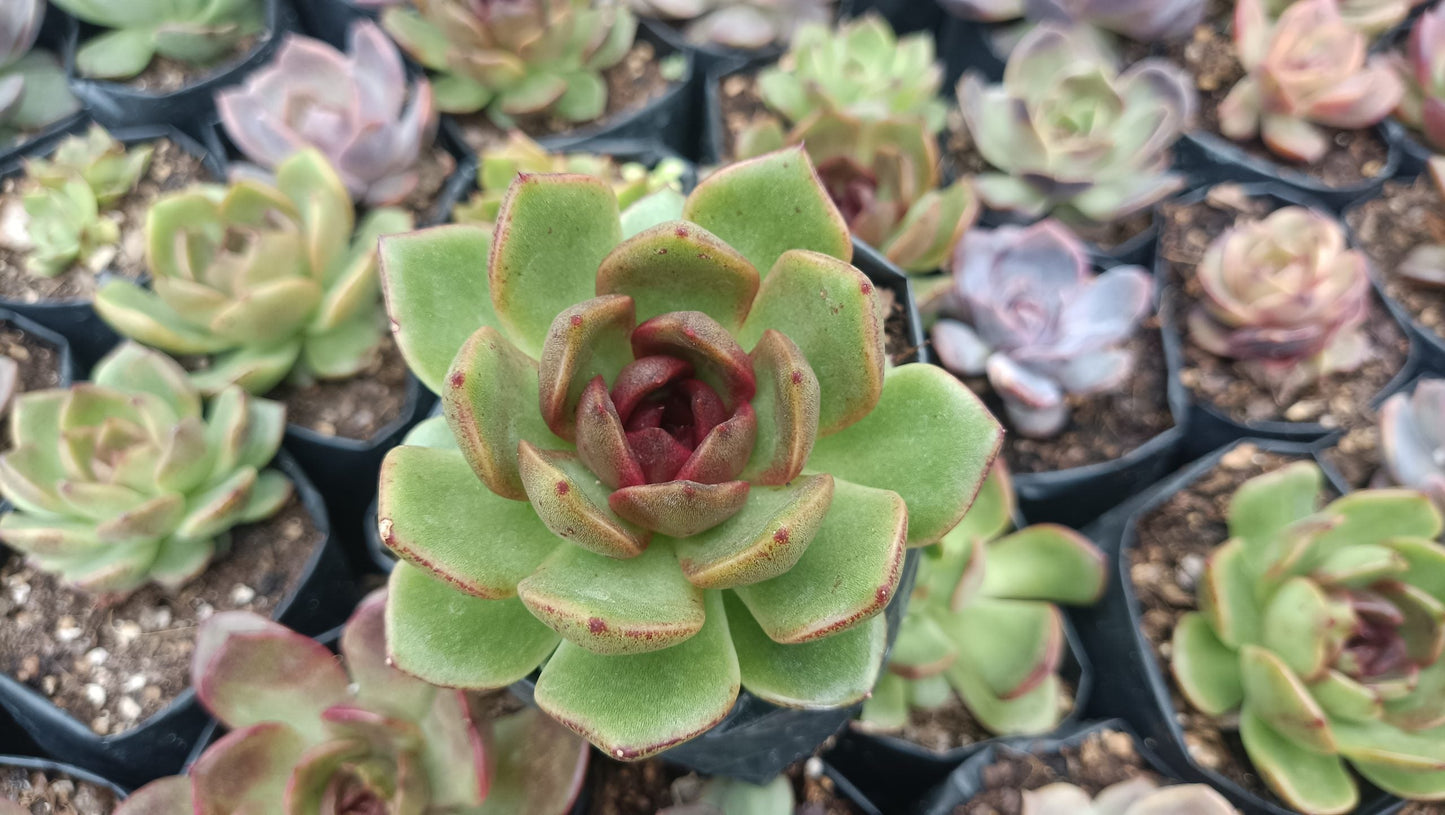 Echeveria Black Queen Hybrid Succulent Live Plant