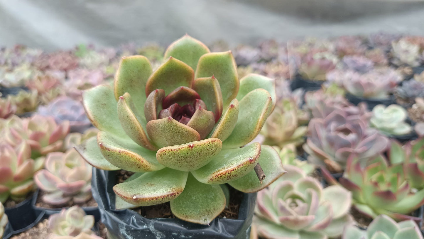 Echeveria Black Queen Hybrid Succulent Live Plant