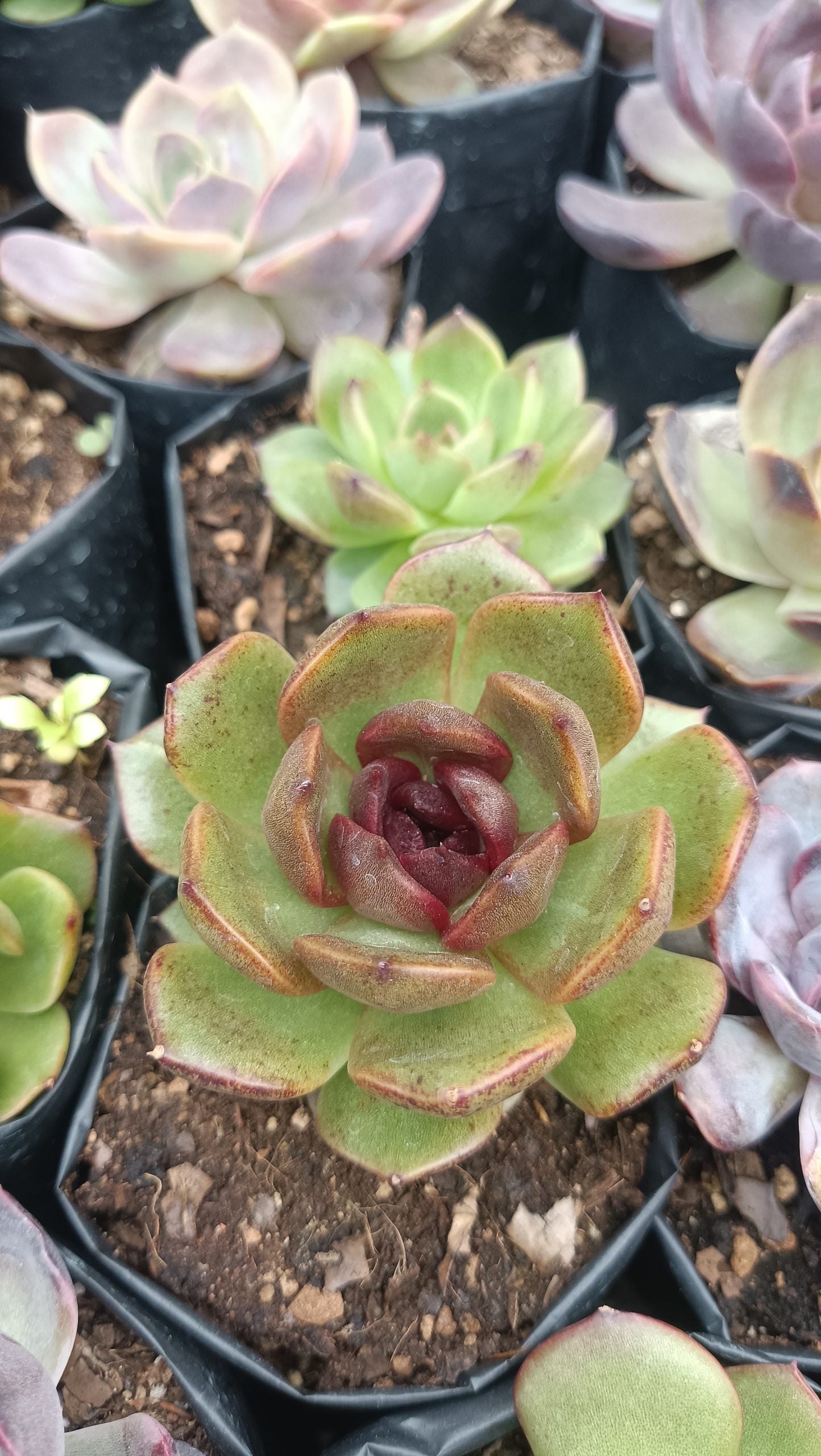 Echeveria Black Queen Hybrid Succulent Live Plant