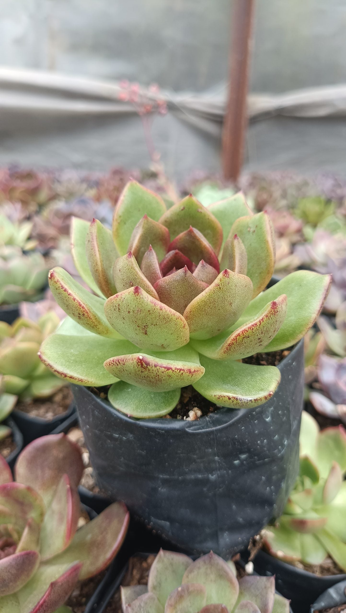 Echeveria Black Queen Hybrid Succulent Live Plant