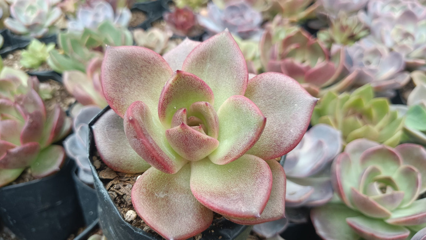 Echeveria Agavoides Blood Maria: Vibrant and Elegant!