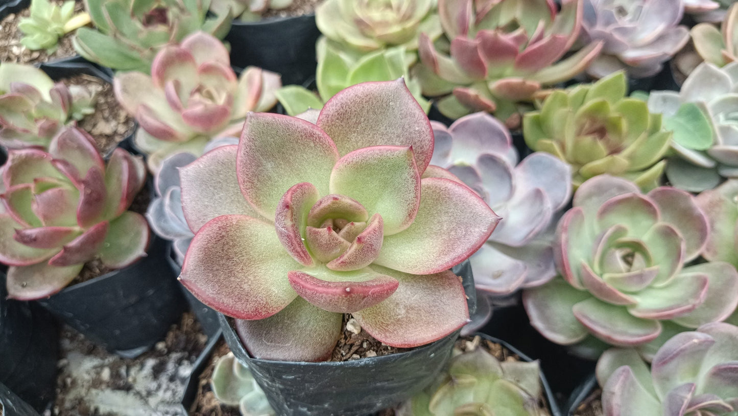 Echeveria Agavoides Blood Maria: Vibrant and Elegant!