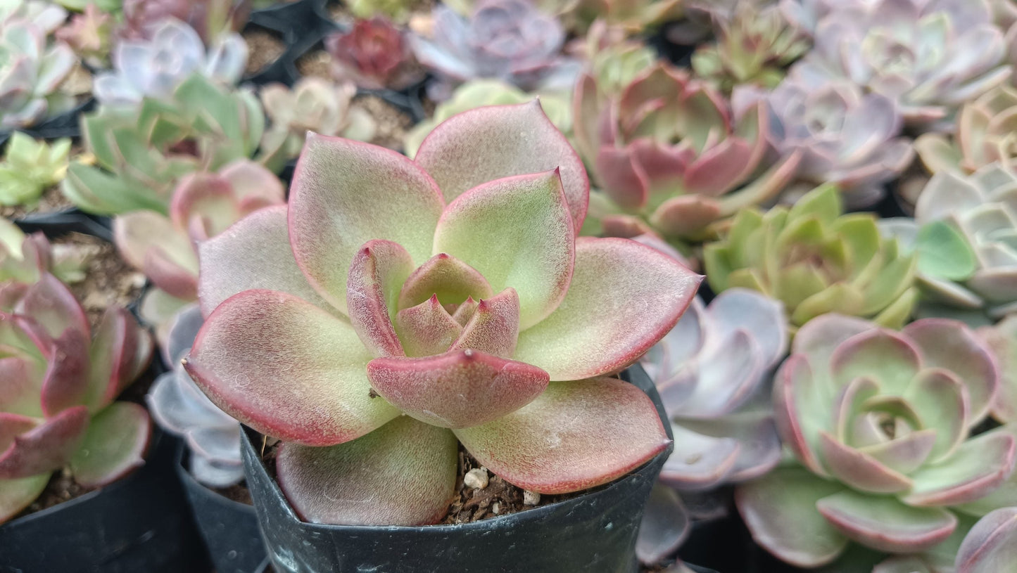 Echeveria Agavoides Blood Maria: Vibrant and Elegant!