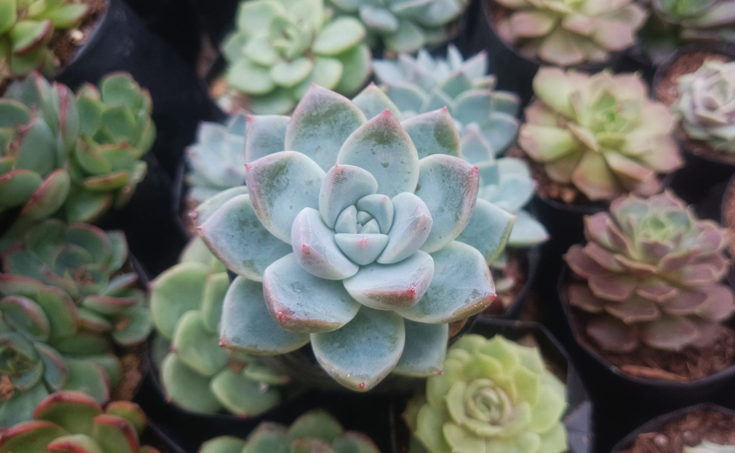 Echeveria Alba Beauty - Stunning Succulent for Homes, Offices, and Gardens