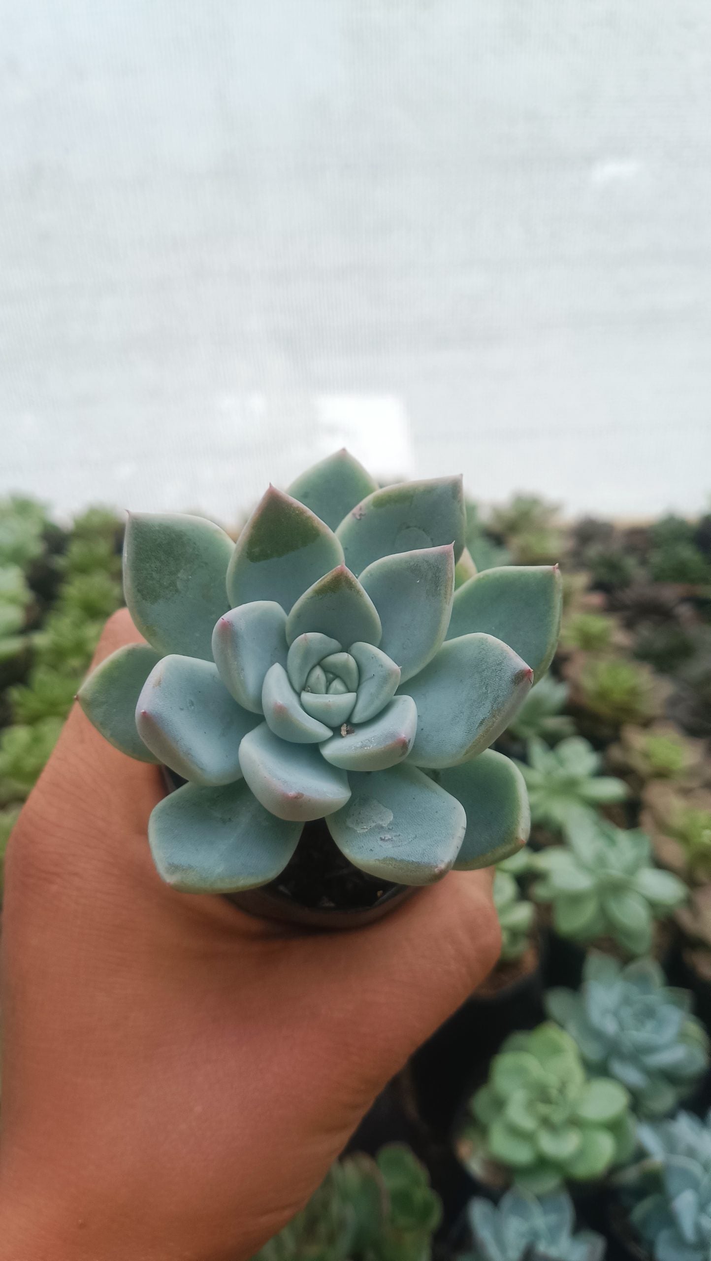 Echeveria Alba Beauty - Stunning Succulent for Homes, Offices, and Gardens