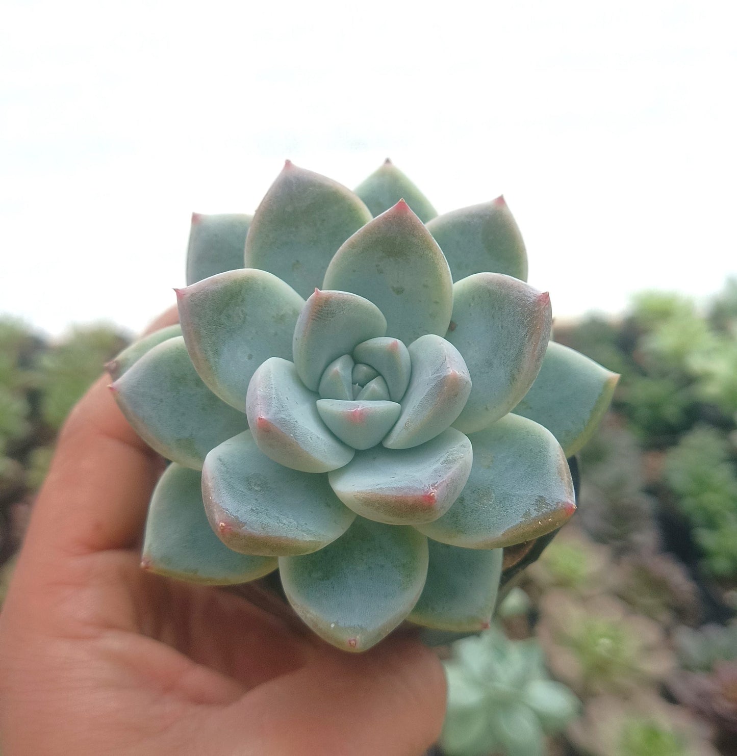 Echeveria Alba Beauty - Stunning Succulent for Homes, Offices, and Gardens