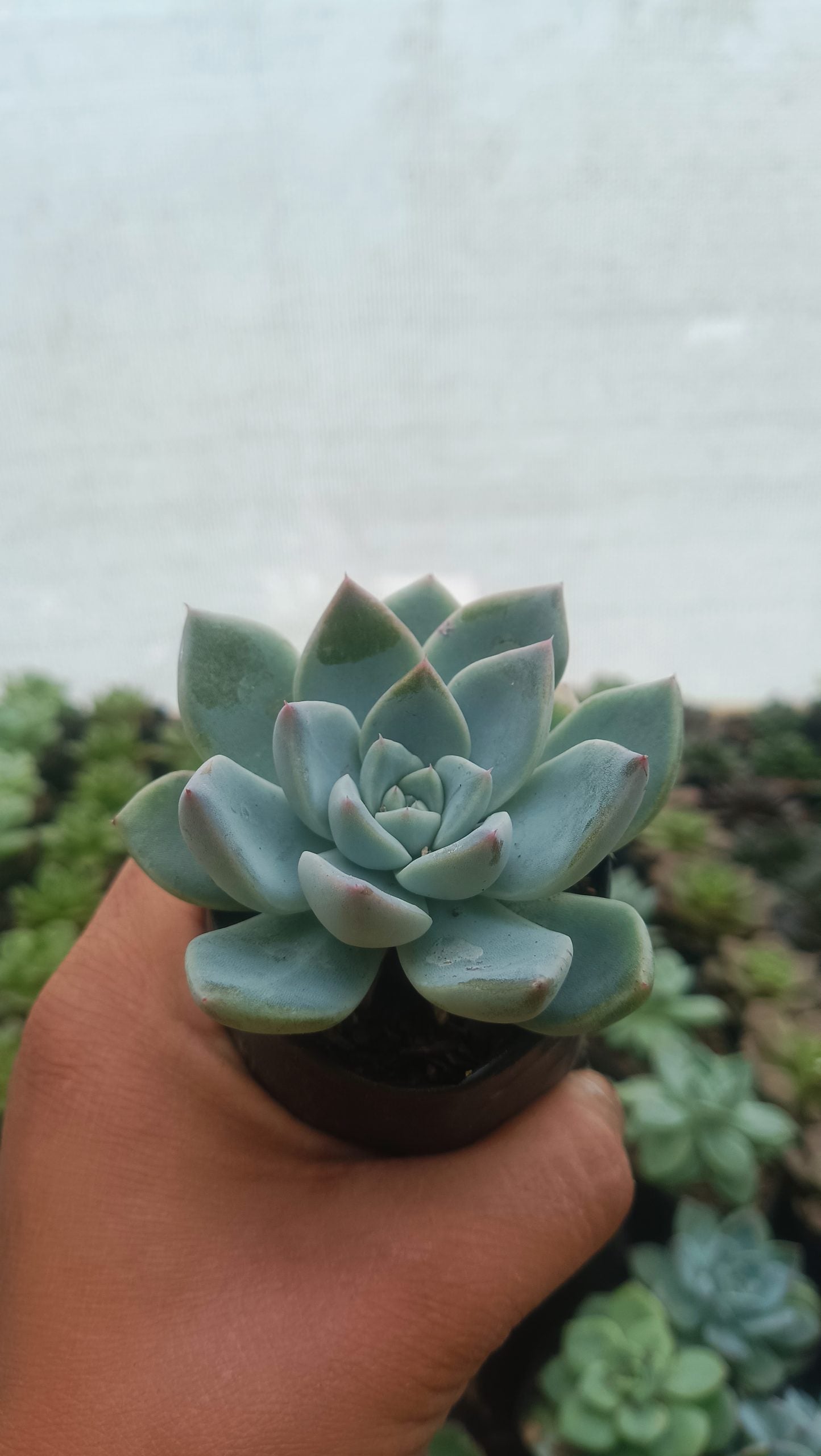 Echeveria Alba Beauty - Stunning Succulent for Homes, Offices, and Gardens
