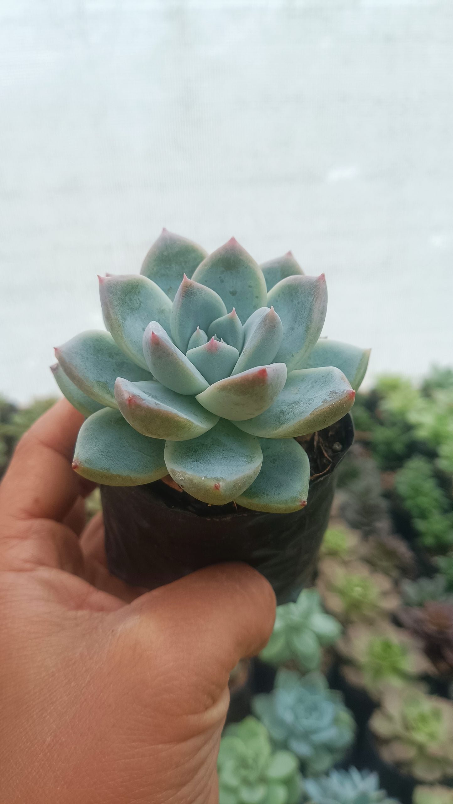 Echeveria Alba Beauty - Stunning Succulent for Homes, Offices, and Gardens