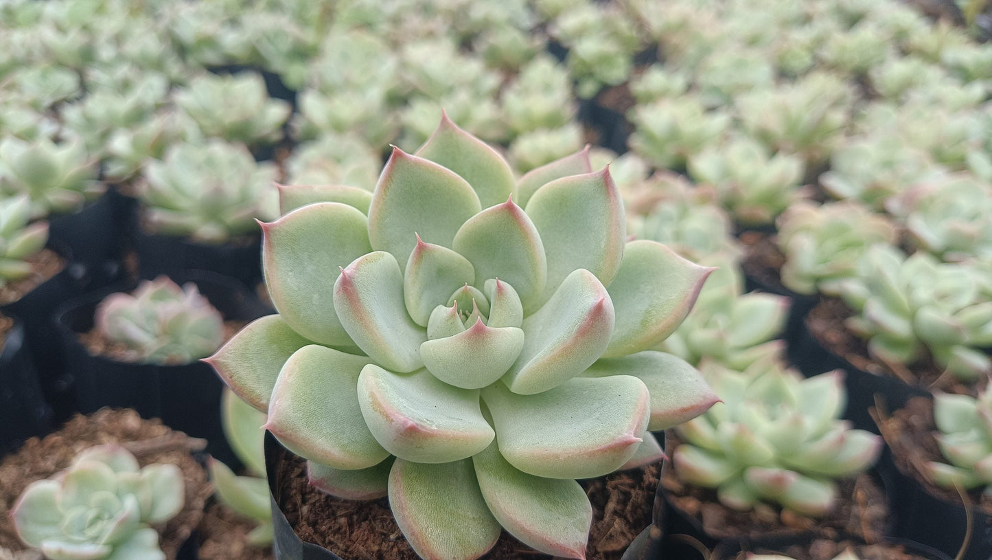 Echeveria Apus Succulent Hybrid - Stunning Blue-Green Rosette for Homes, Offices, and Gardens