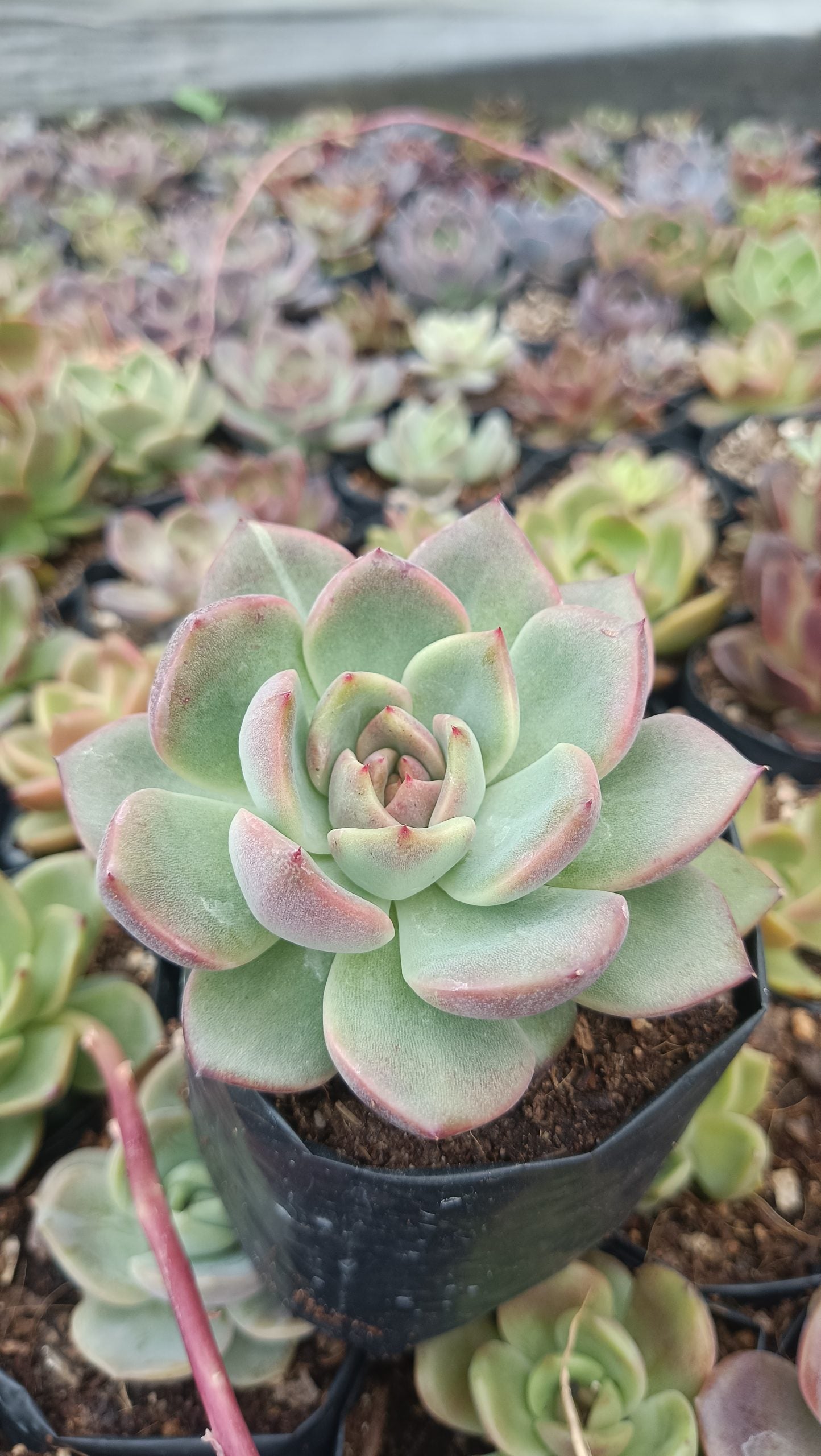 Echeveria Apus Succulent Hybrid - Stunning Blue-Green Rosette for Homes, Offices, and Gardens