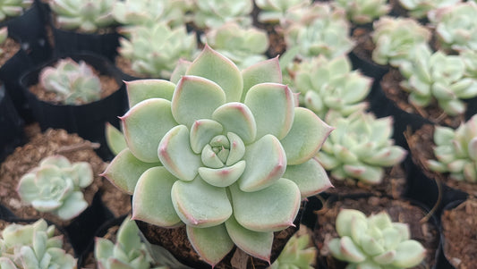 Echeveria Apus Succulent Hybrid - Stunning Blue-Green Rosette for Homes, Offices, and Gardens
