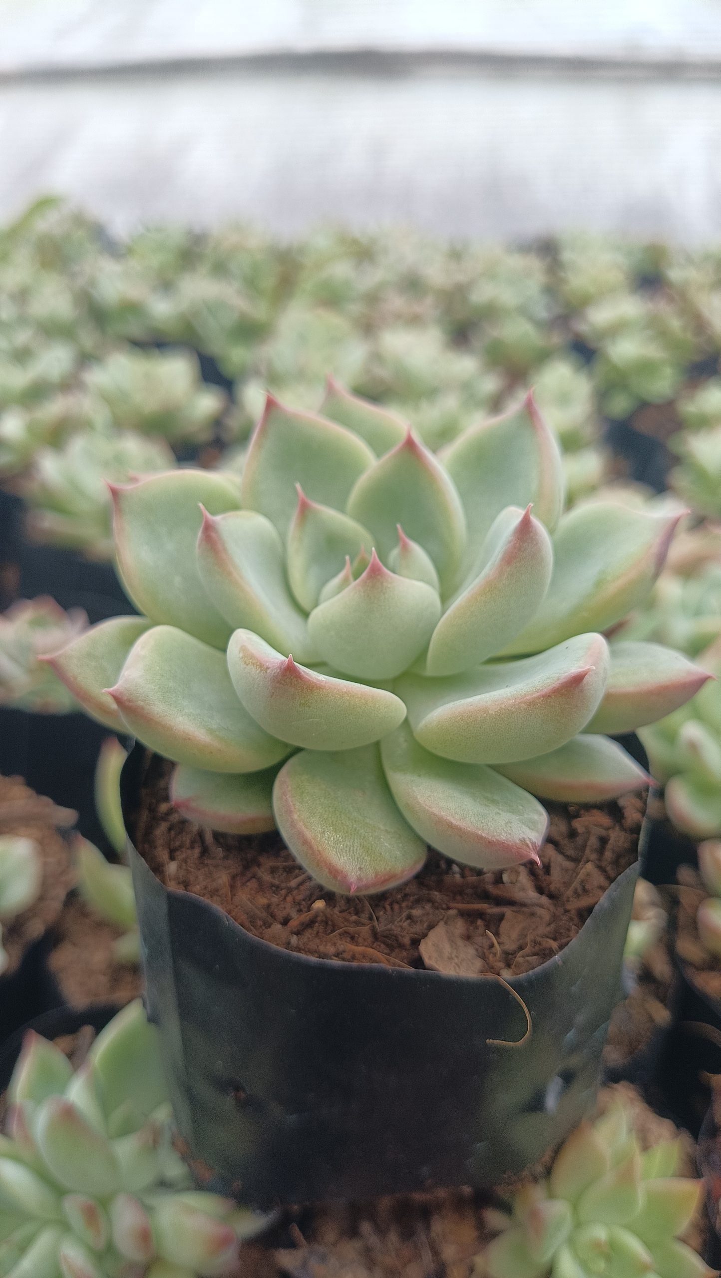 Echeveria Apus Succulent Hybrid - Stunning Blue-Green Rosette for Homes, Offices, and Gardens