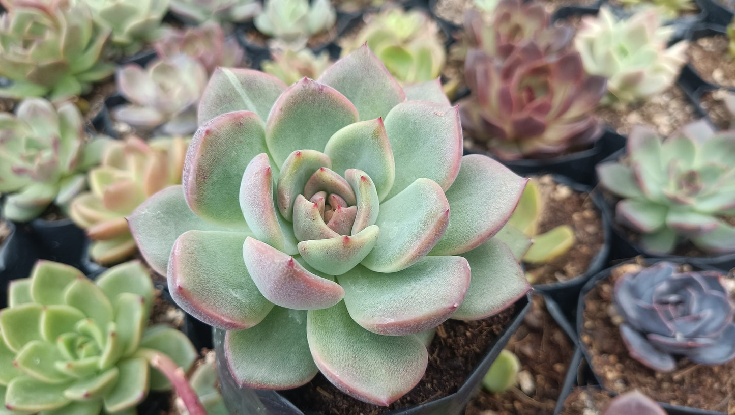 Echeveria Apus Succulent Hybrid - Stunning Blue-Green Rosette for Homes, Offices, and Gardens