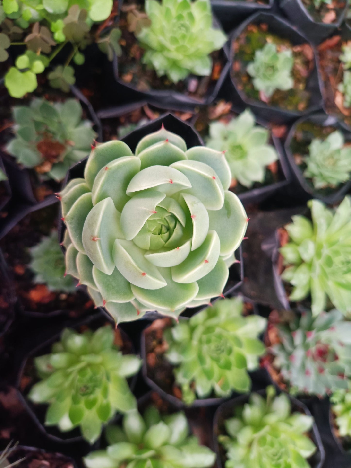 Echeveria Ben Badis Succulent - Elegance in Every Rosette