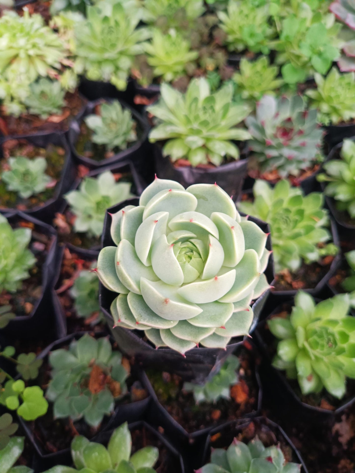 Echeveria Ben Badis Succulent - Elegance in Every Rosette