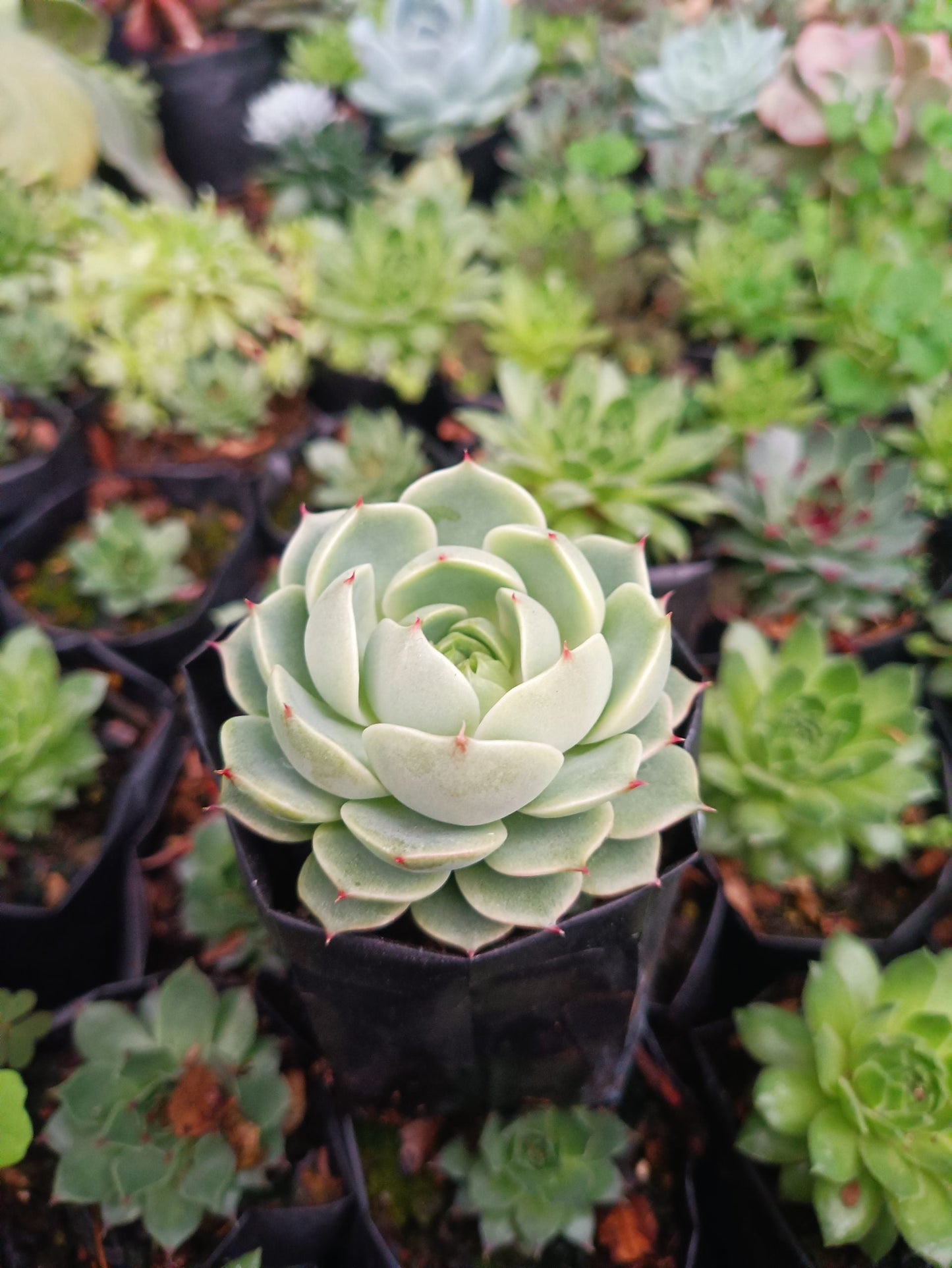 Echeveria Ben Badis Succulent - Elegance in Every Rosette