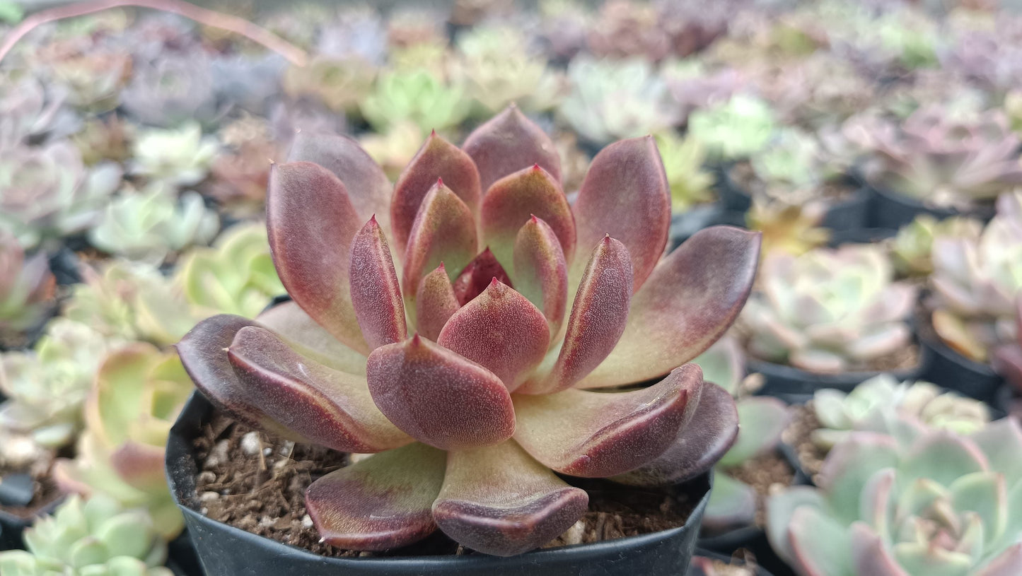 Echeveria Black Witch Succulent: Mysterious Beauty!