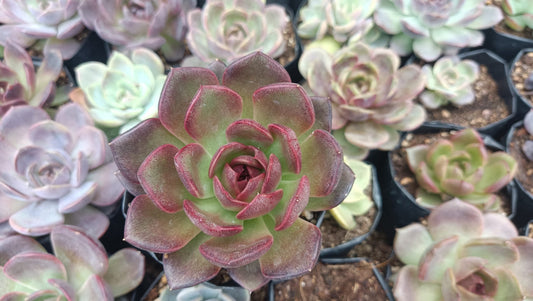 Echeveria Black Witch Succulent: Mysterious Beauty!
