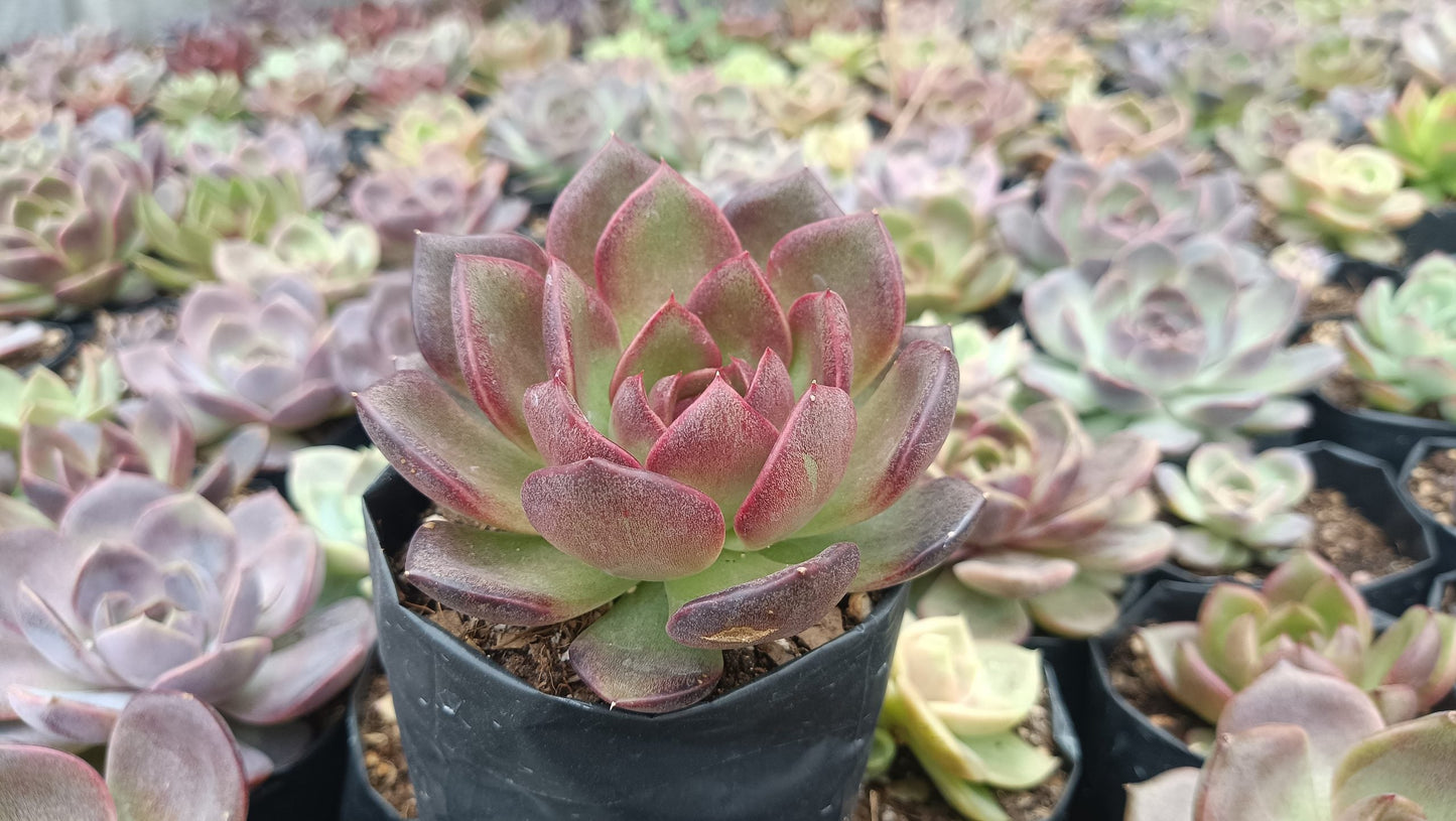 Echeveria Black Witch Succulent: Mysterious Beauty!