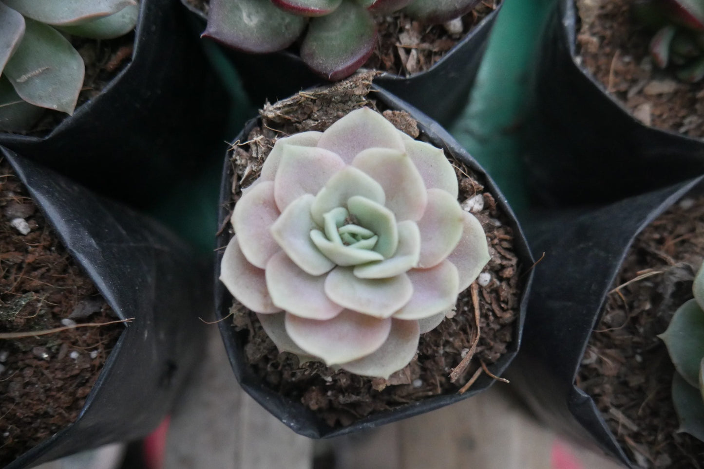 Echeveria 'Blue Surprise' Bare-Rooted - Elegant Succulent for Home, Office, and Garden