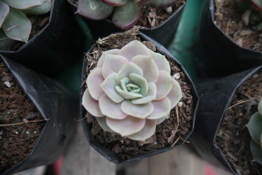 Echeveria 'Blue Surprise' Bare-Rooted - Elegant Succulent for Home, Office, and Garden